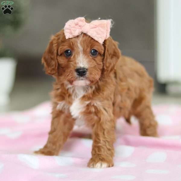 Lily, Cavapoo Puppy